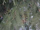 Thuja occidentalis. Верхушка веточки. Москва, ВДНХ, в культуре. 05.01.2022.