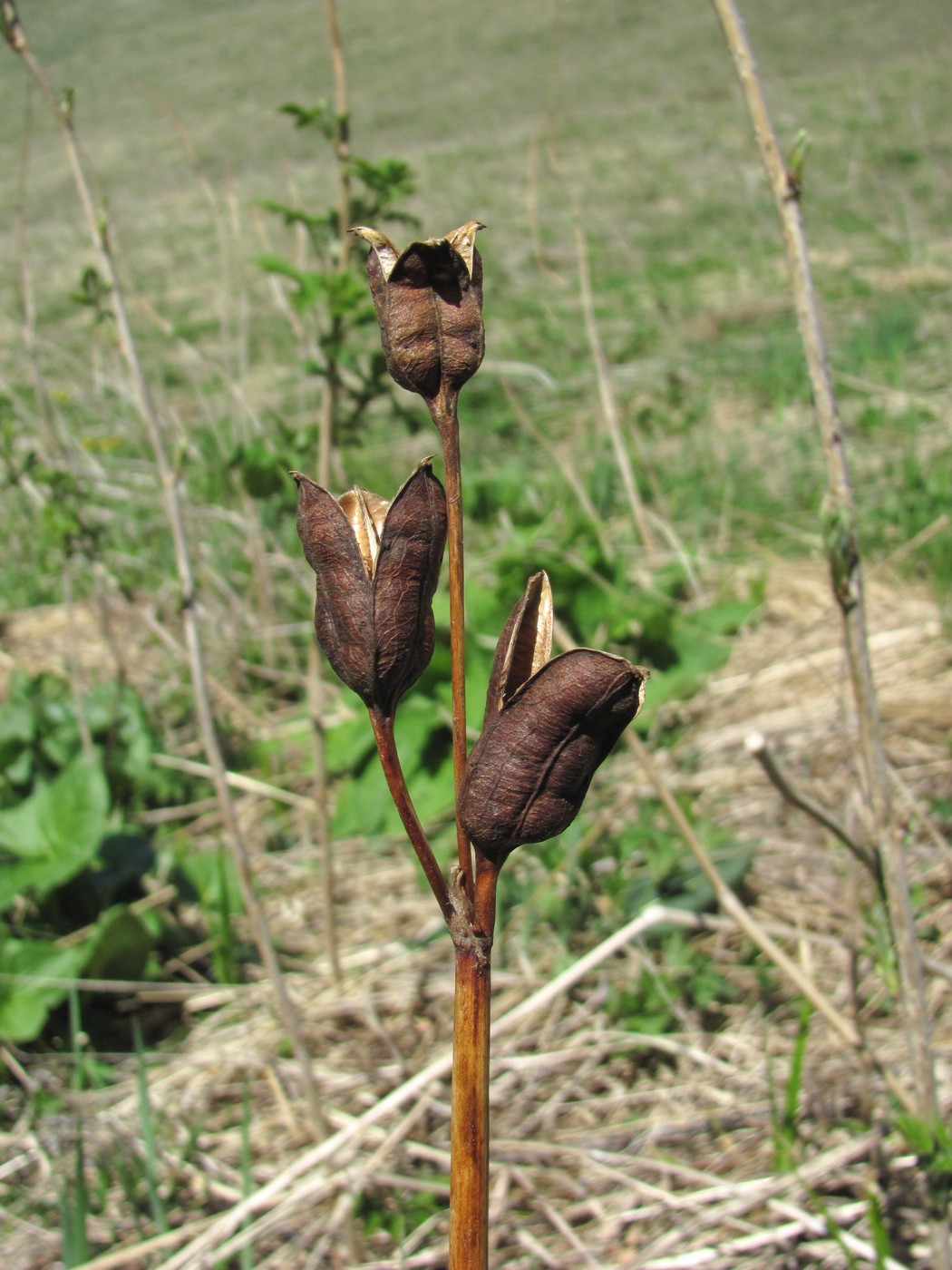 Image of Iris sibirica specimen.