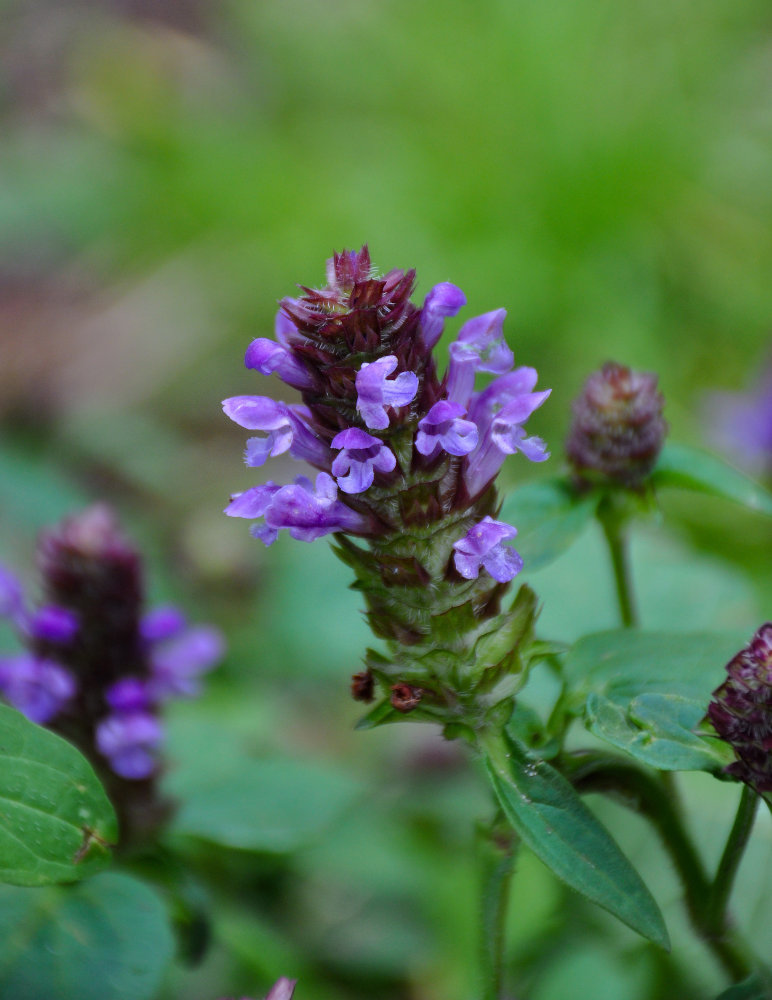 Изображение особи Prunella vulgaris.