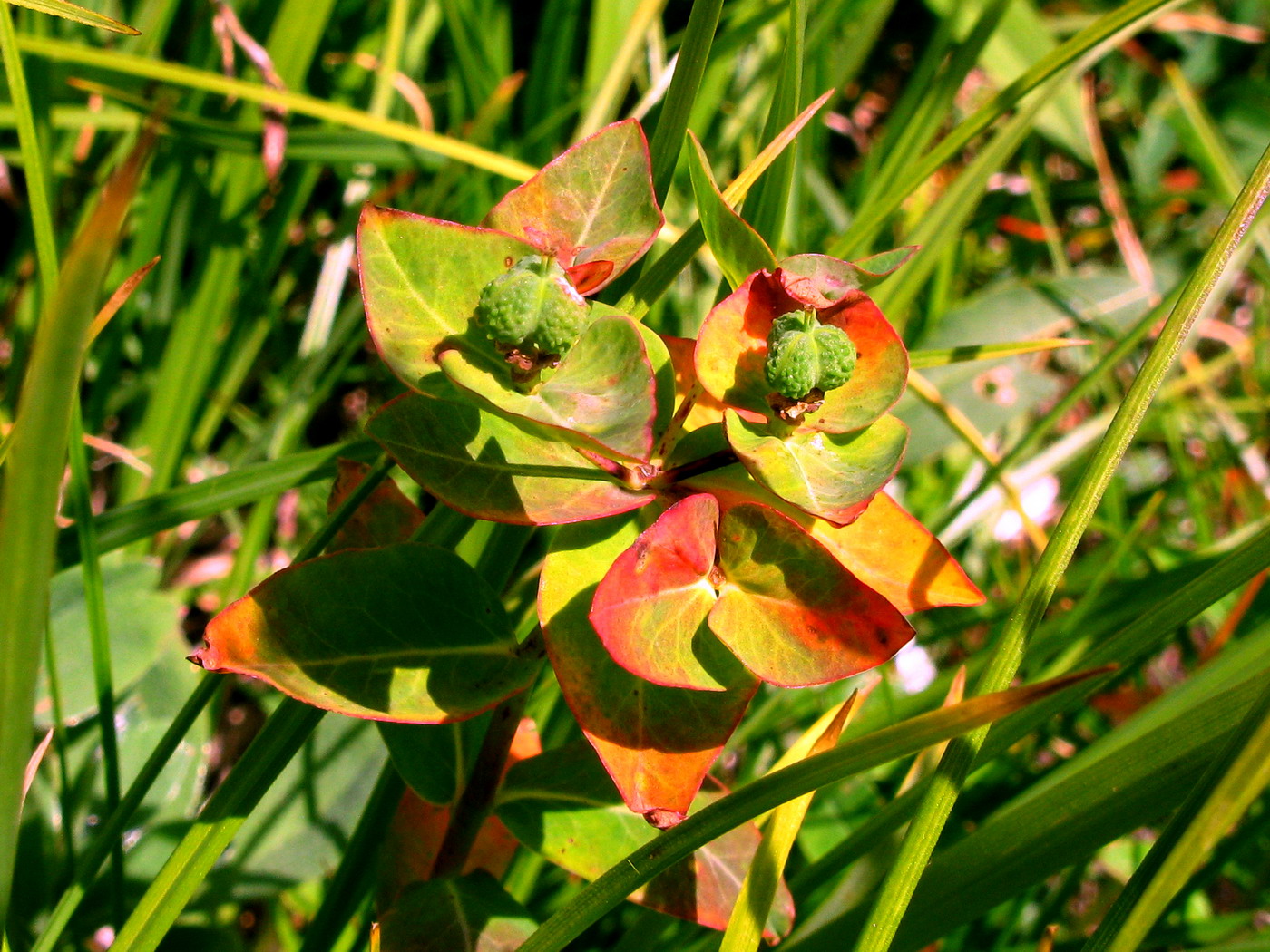 Image of Euphorbia altaica specimen.