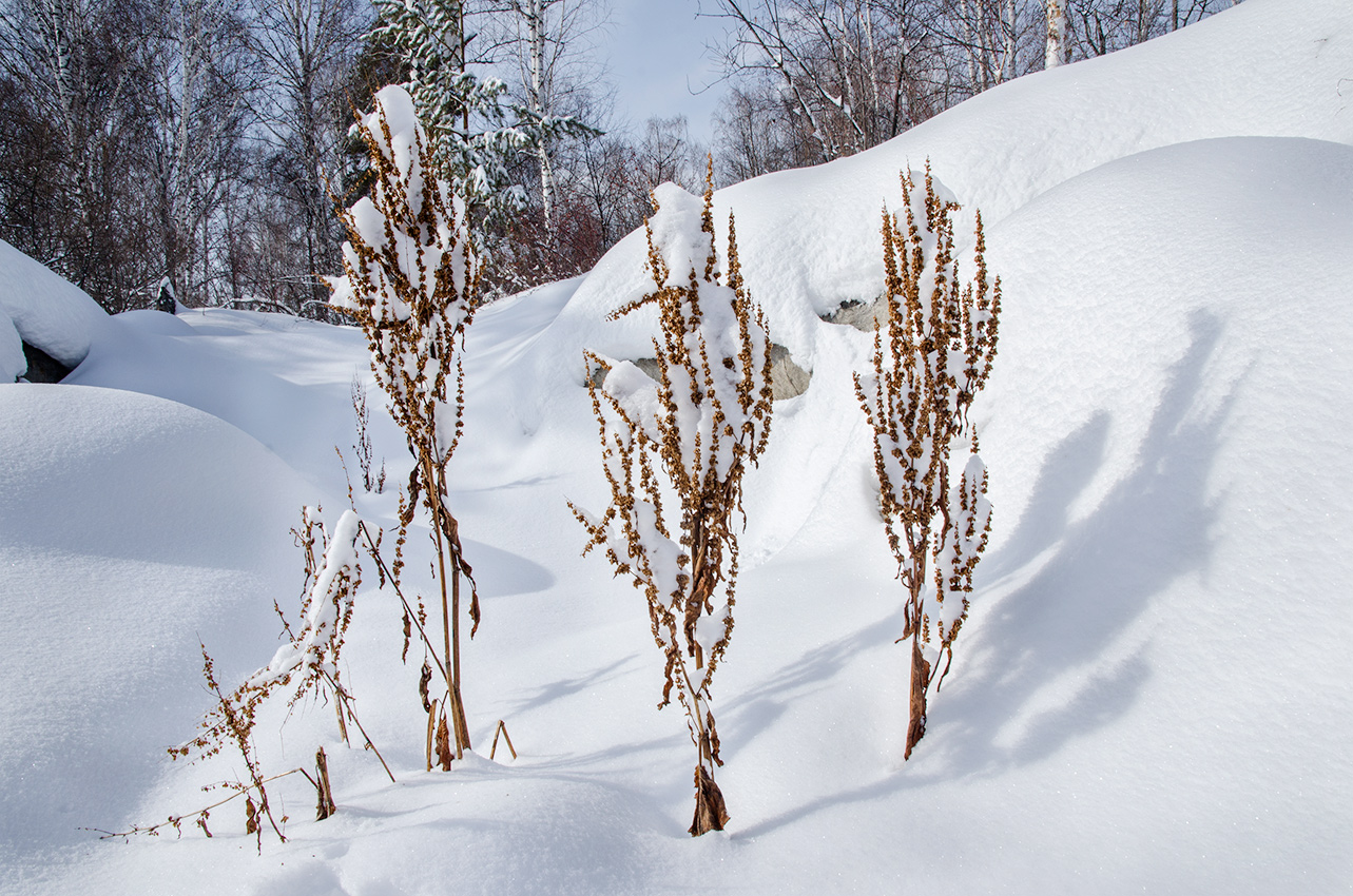 Изображение особи род Rumex.