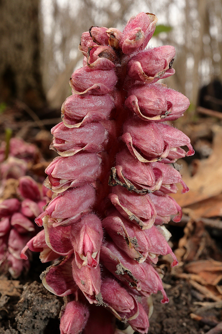 Image of Lathraea squamaria specimen.