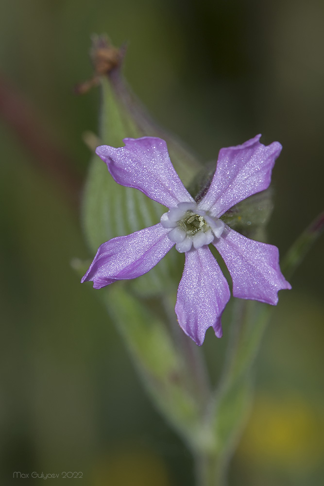 Image of Pleconax conica specimen.