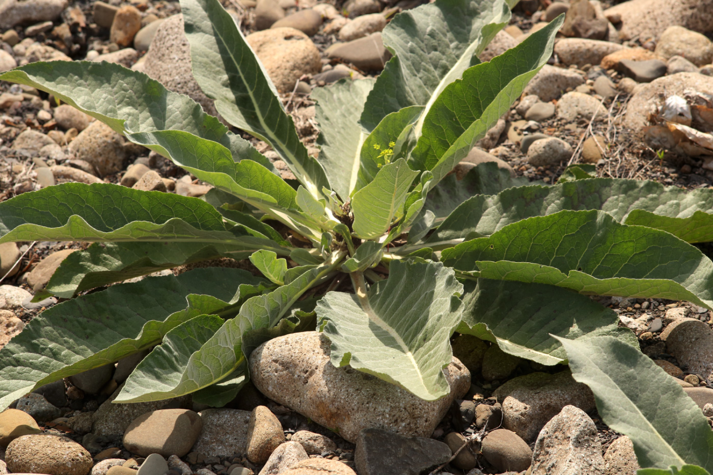 Изображение особи род Verbascum.