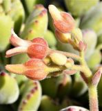 Cotyledon tomentosa