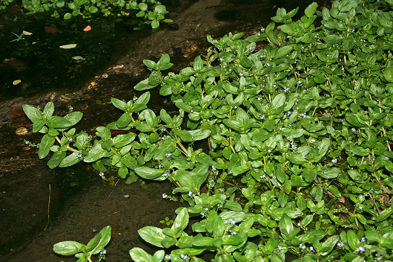 Image of Veronica anagallis-aquatica specimen.