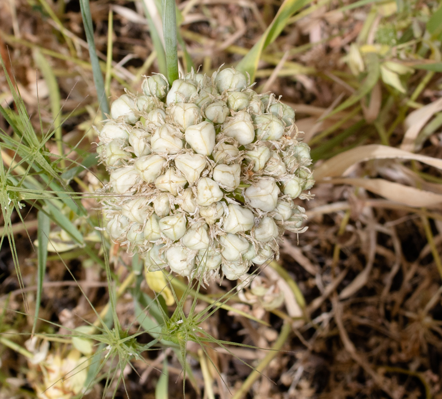 Image of Allium israeliticum specimen.