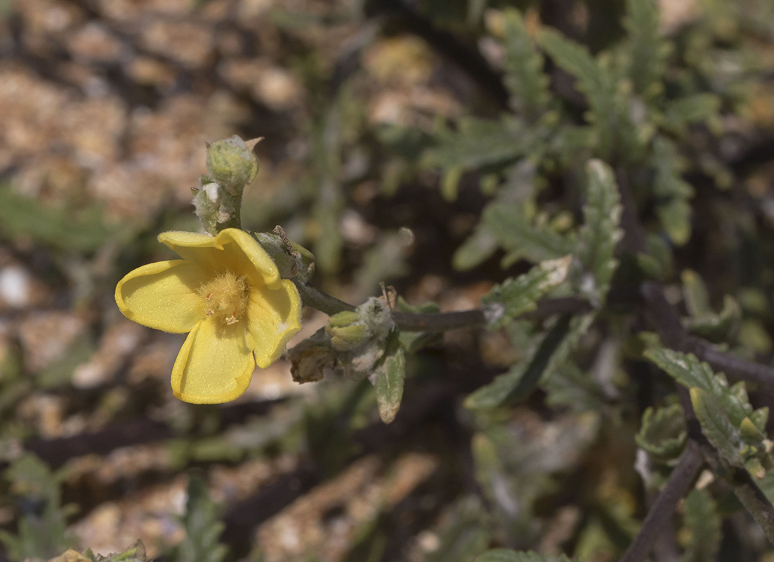 Изображение особи Verbascum pinnatifidum.