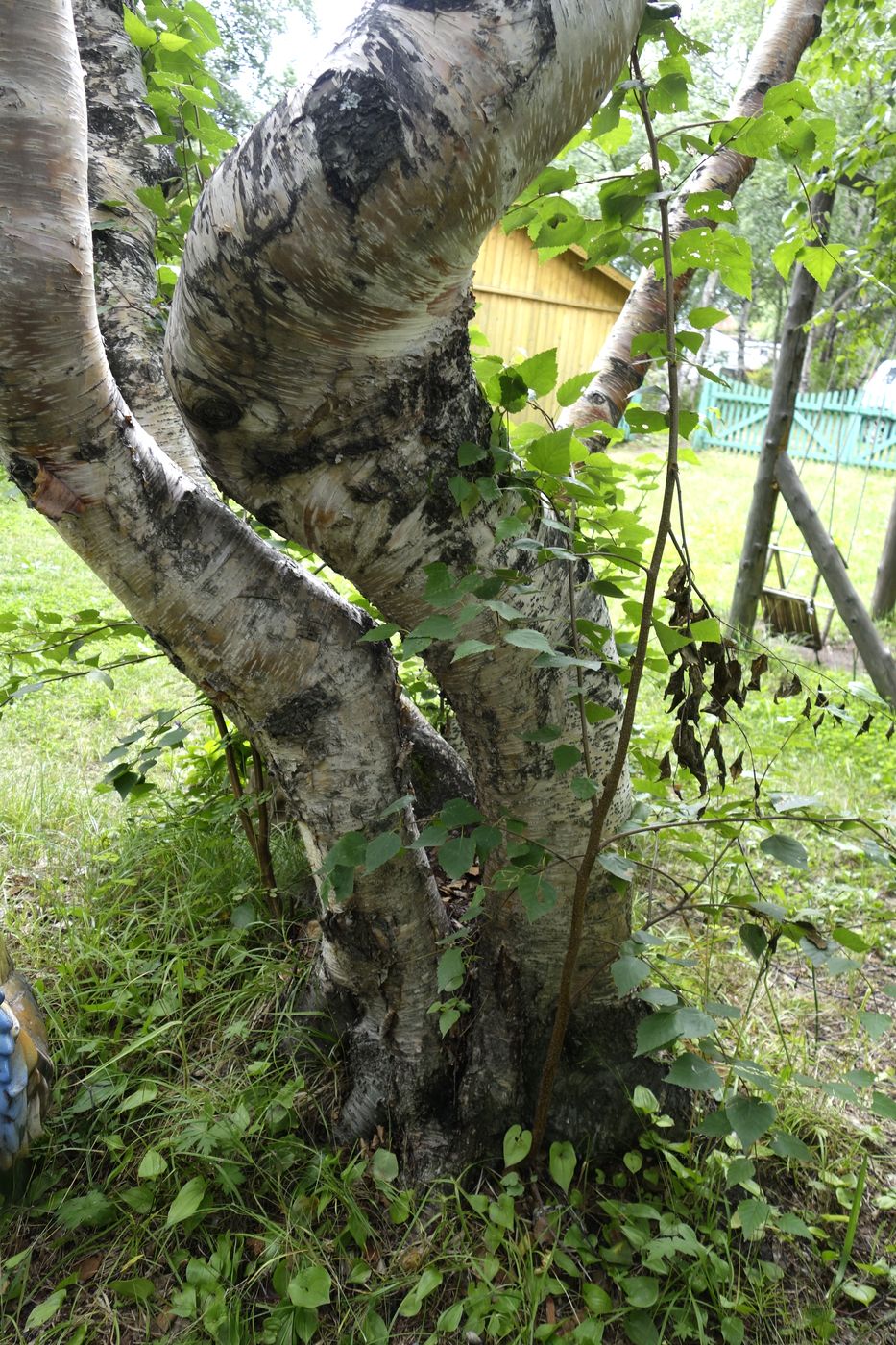 Изображение особи Betula ermanii.