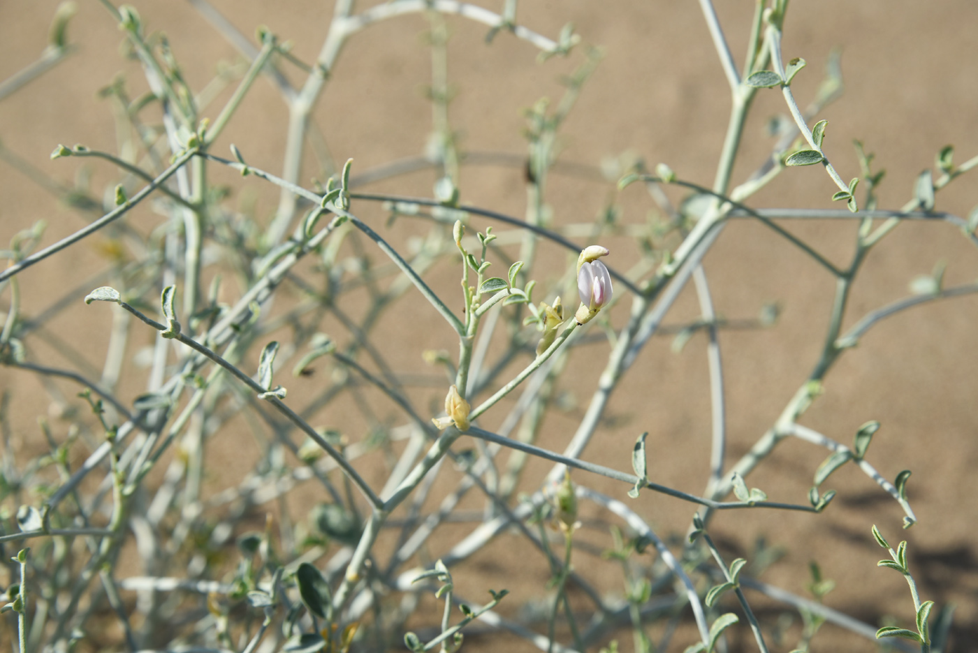 Изображение особи Astragalus cognatus.