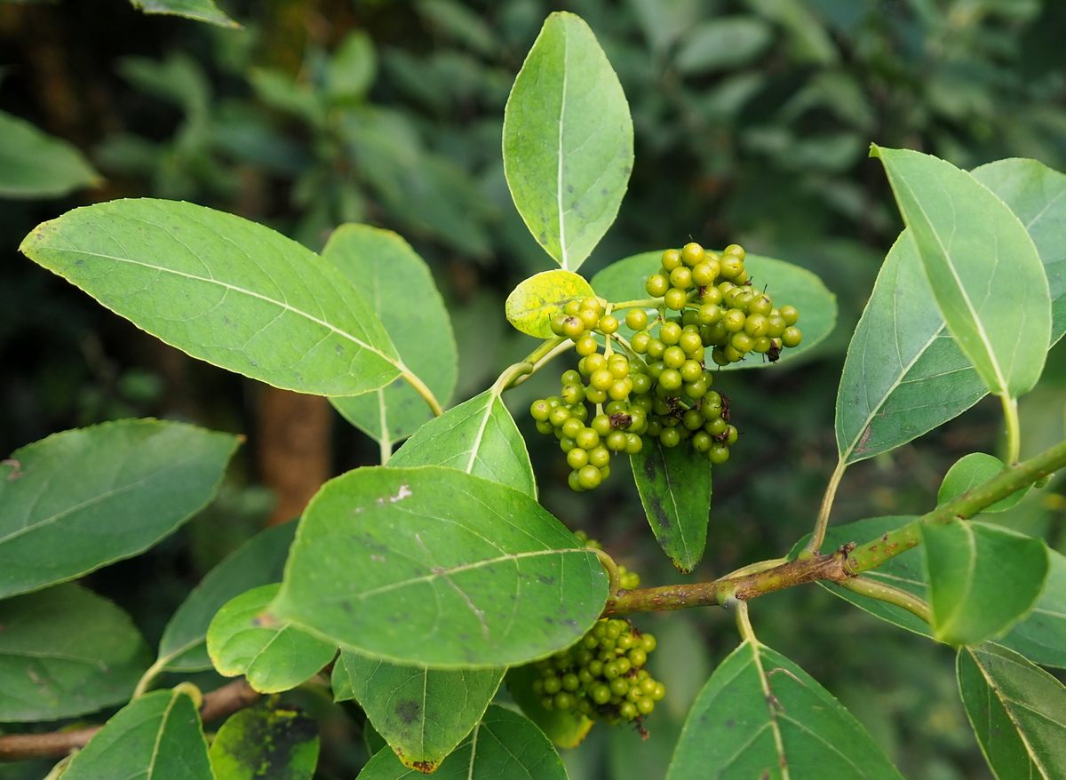 Image of Ehretia acuminata specimen.