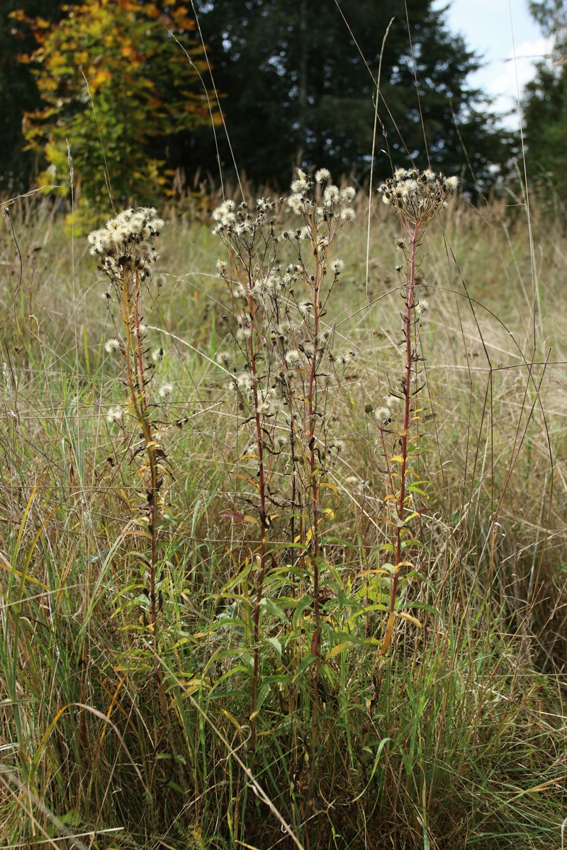 Image of Hieracium umbellatum specimen.