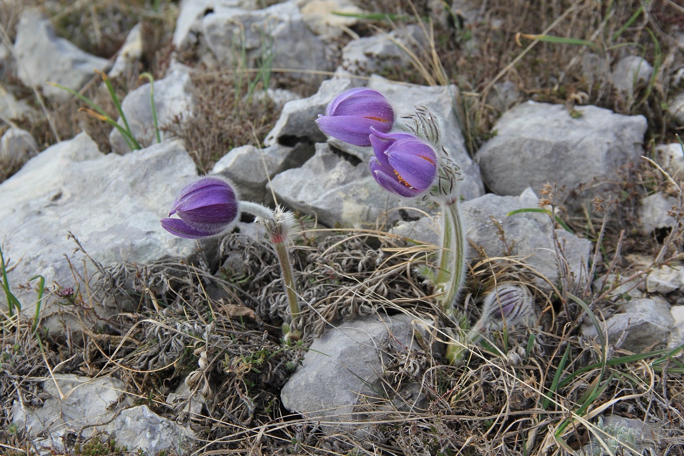 Image of Pulsatilla taurica specimen.