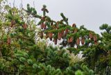 Picea ajanensis