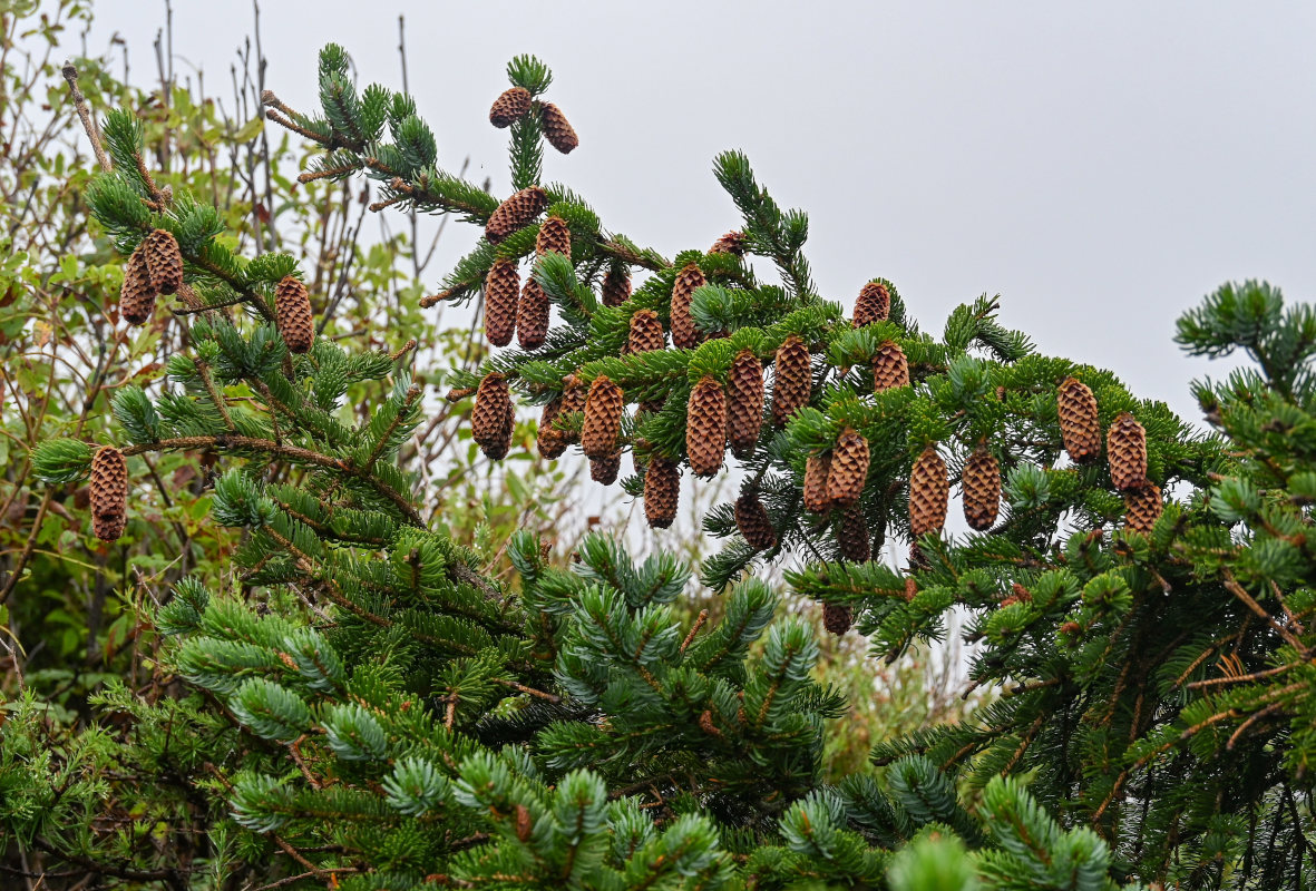 Изображение особи Picea ajanensis.