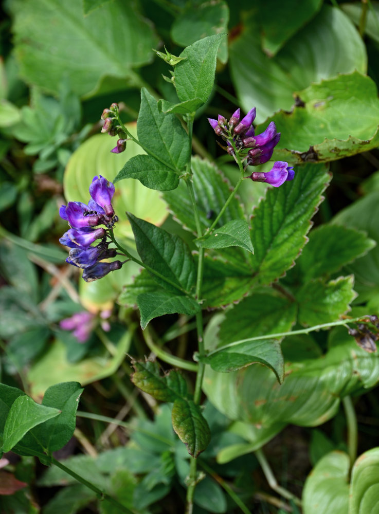 Изображение особи Vicia unijuga.