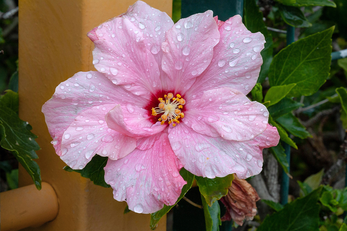 Image of Hibiscus rosa-sinensis specimen.