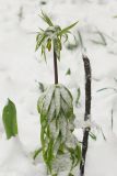 Fritillaria imperialis