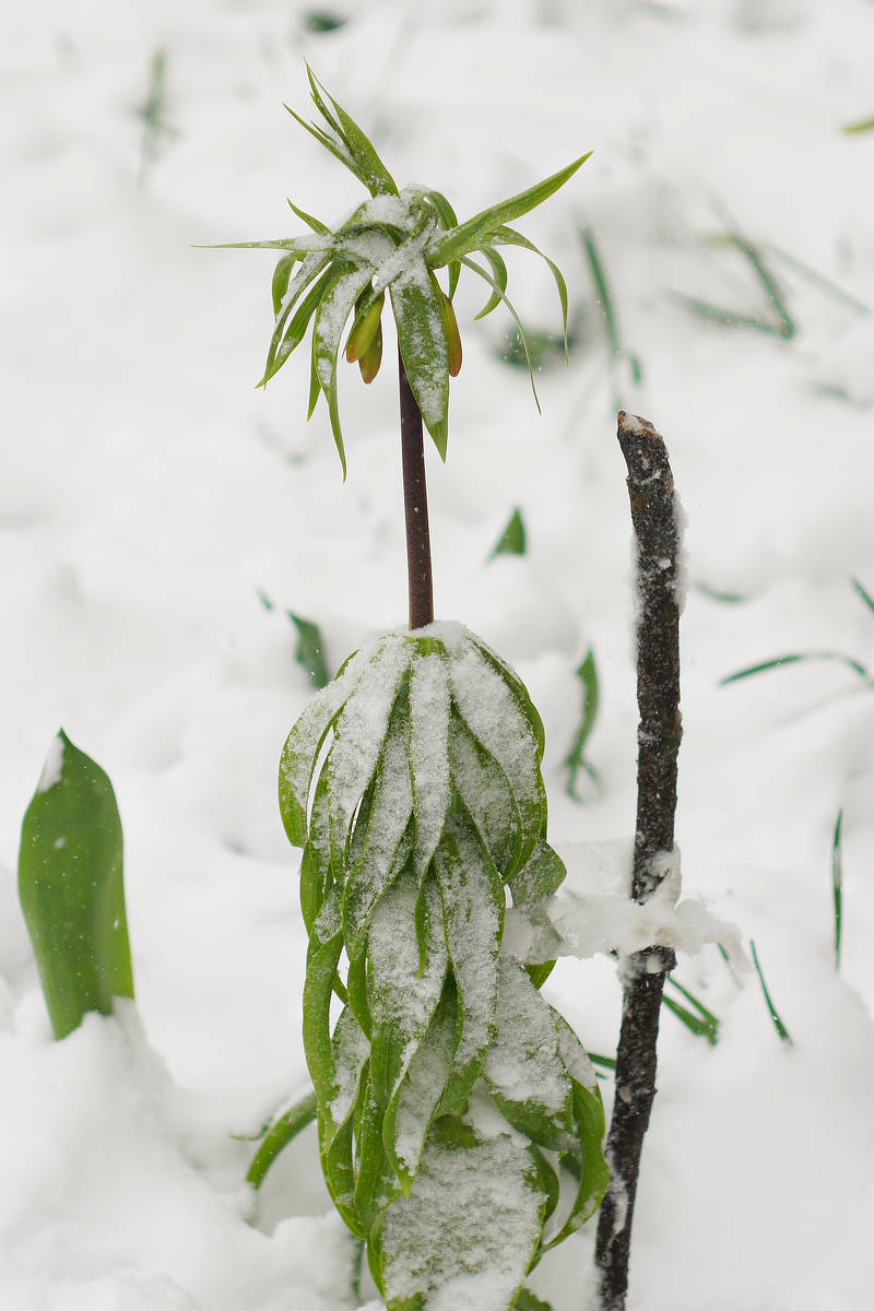 Изображение особи Fritillaria imperialis.