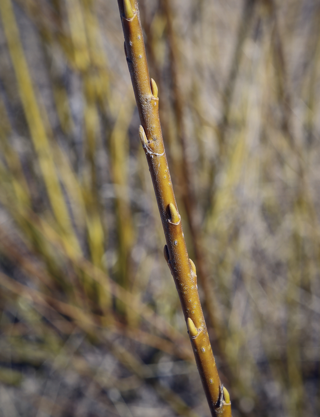 Image of genus Salix specimen.