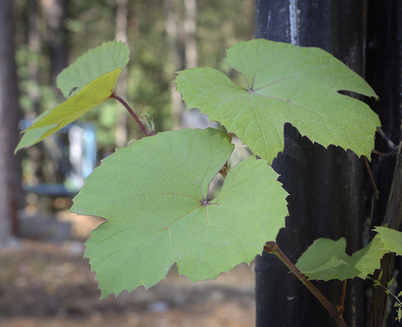 Изображение особи Vitis amurensis.