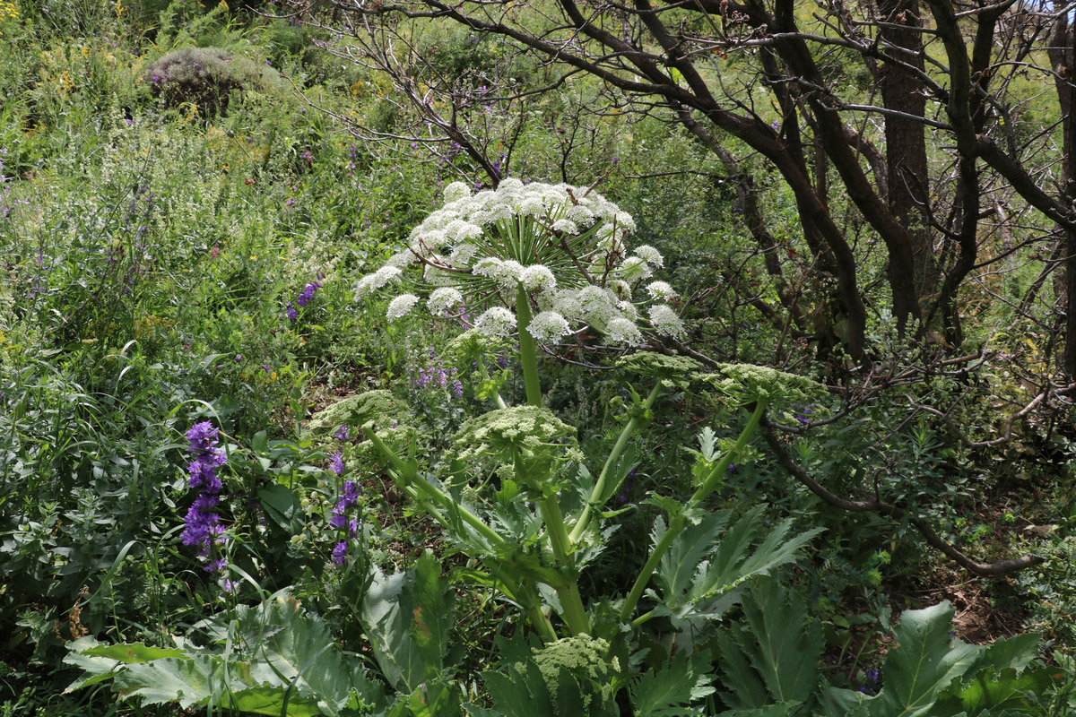 Изображение особи род Heracleum.