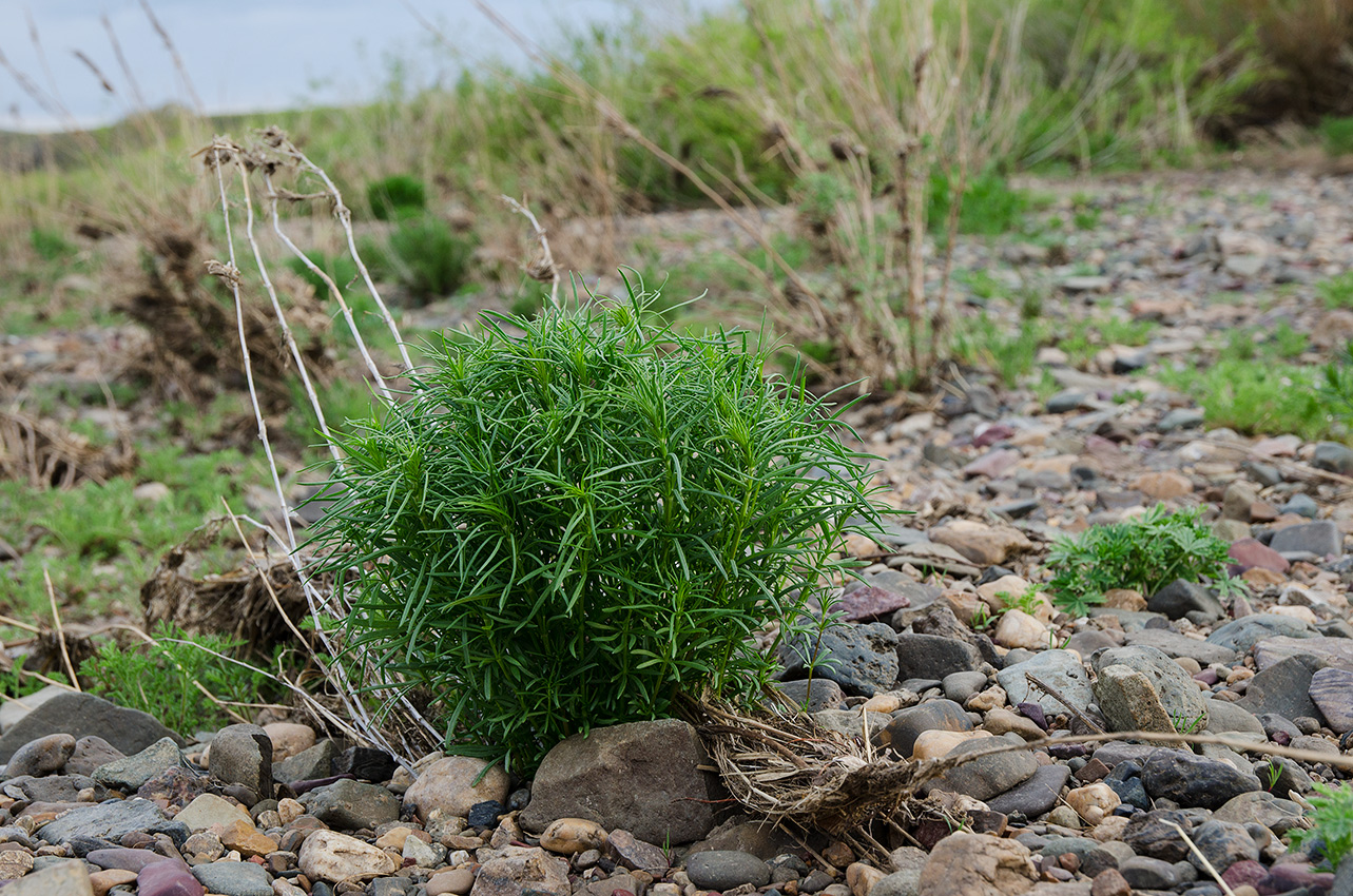 Image of Galium verum specimen.