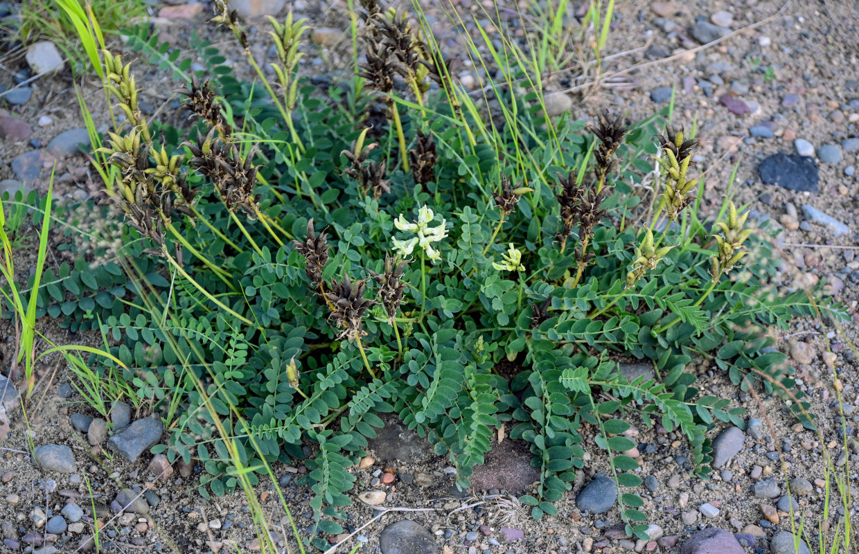 Изображение особи Astragalus schelichowii.