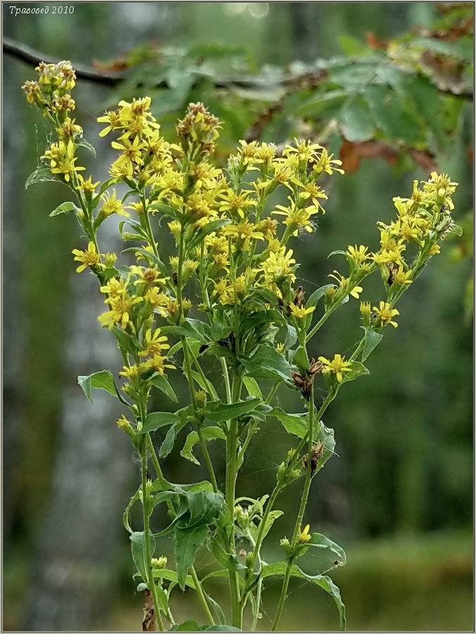 Image of Solidago virgaurea specimen.