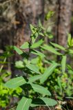 genus Hieracium