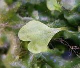 Смотреть изображение Dryopteris sieboldii