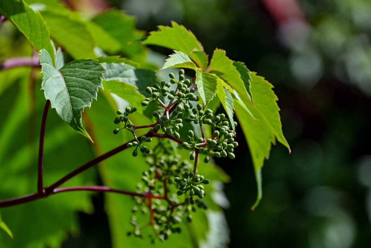 Изображение особи Parthenocissus quinquefolia.