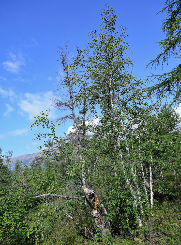 Image of Betula pubescens specimen.