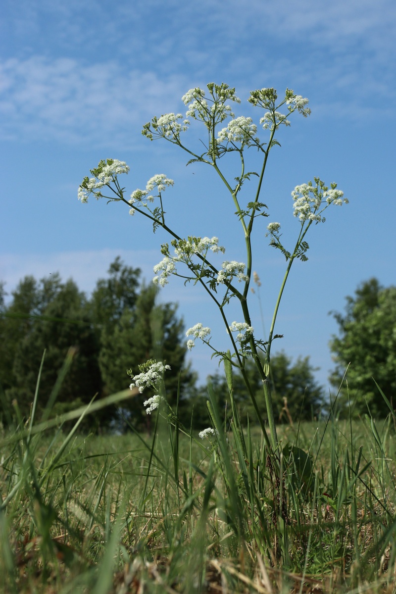 Image of Anthriscus sylvestris specimen.