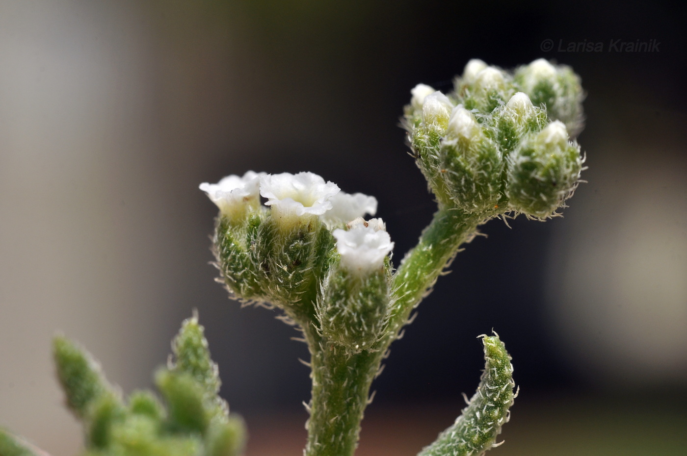 Image of Heliotropium bacciferum specimen.