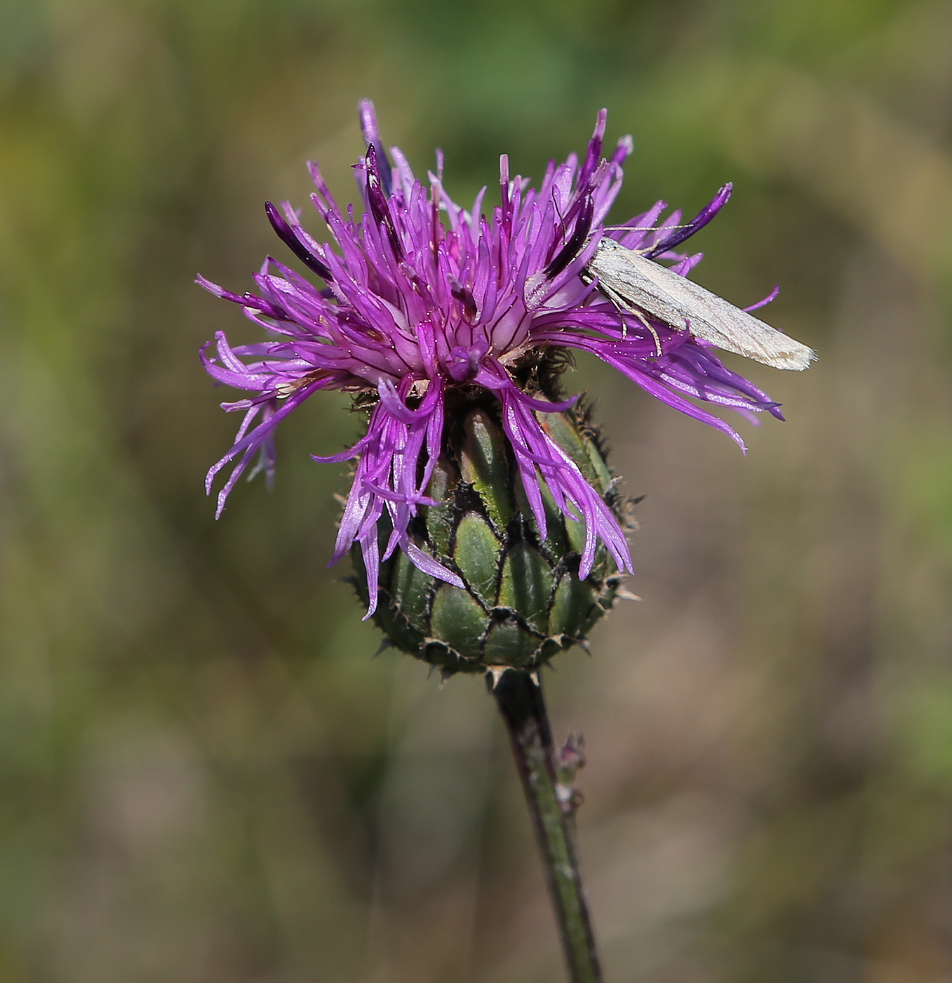 Image of Centaurea scabiosa specimen.