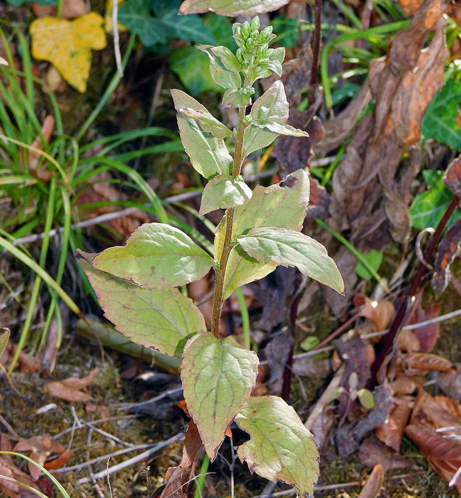 Image of Solidago virgaurea specimen.