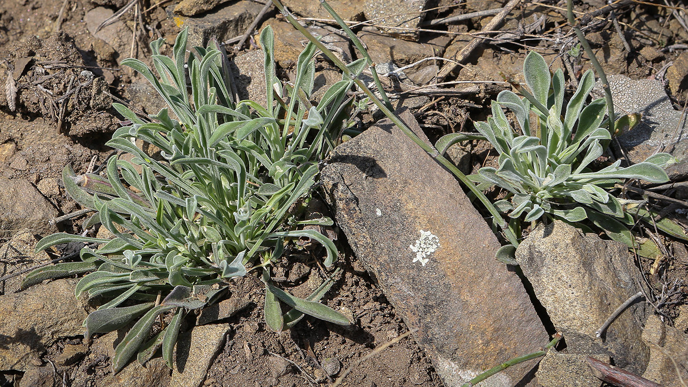 Image of Silene hellmannii specimen.