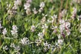 Polygala major