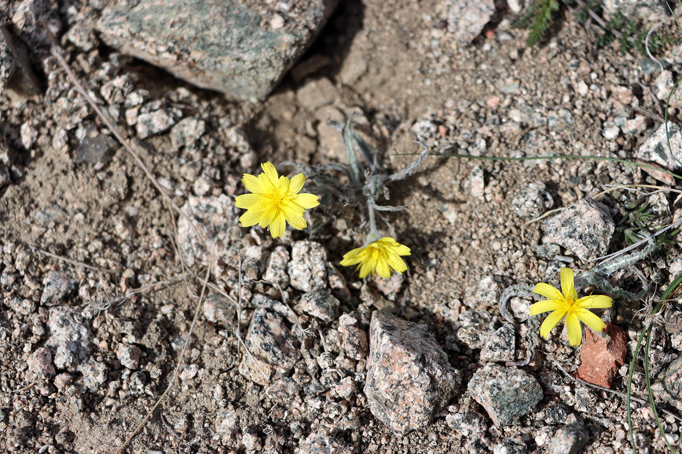 Image of Scorzonera circumflexa specimen.