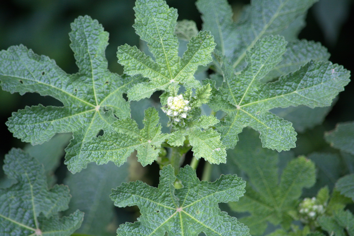 Image of familia Malvaceae specimen.