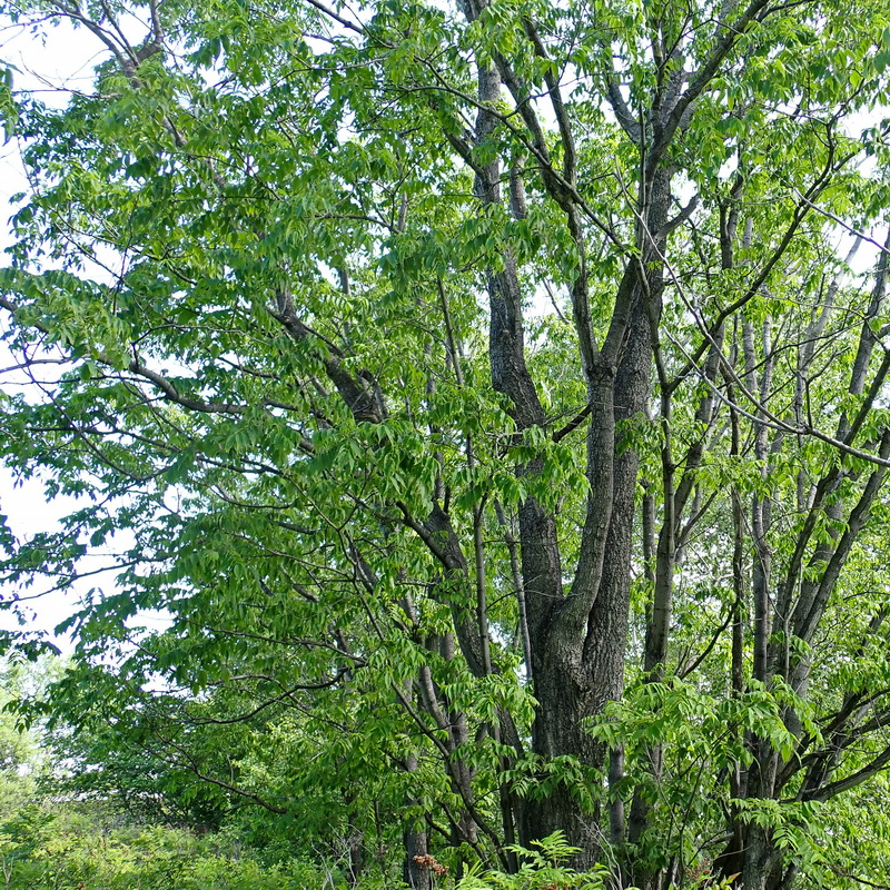 Изображение особи Phellodendron amurense.