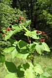 Rubus nessensis