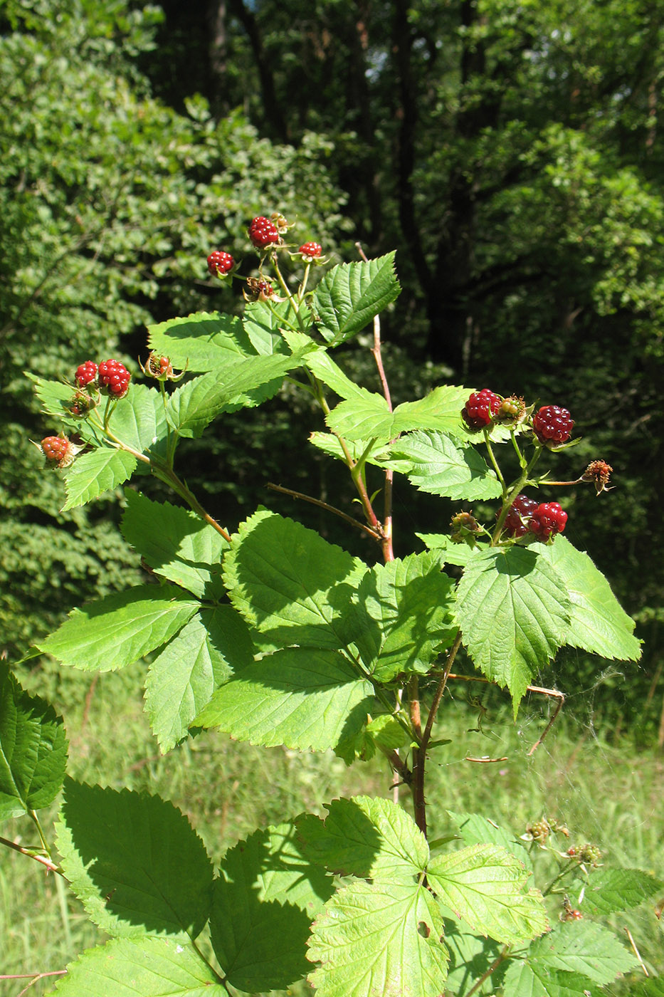 Image of Rubus nessensis specimen.