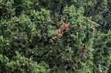 Cupressus sempervirens