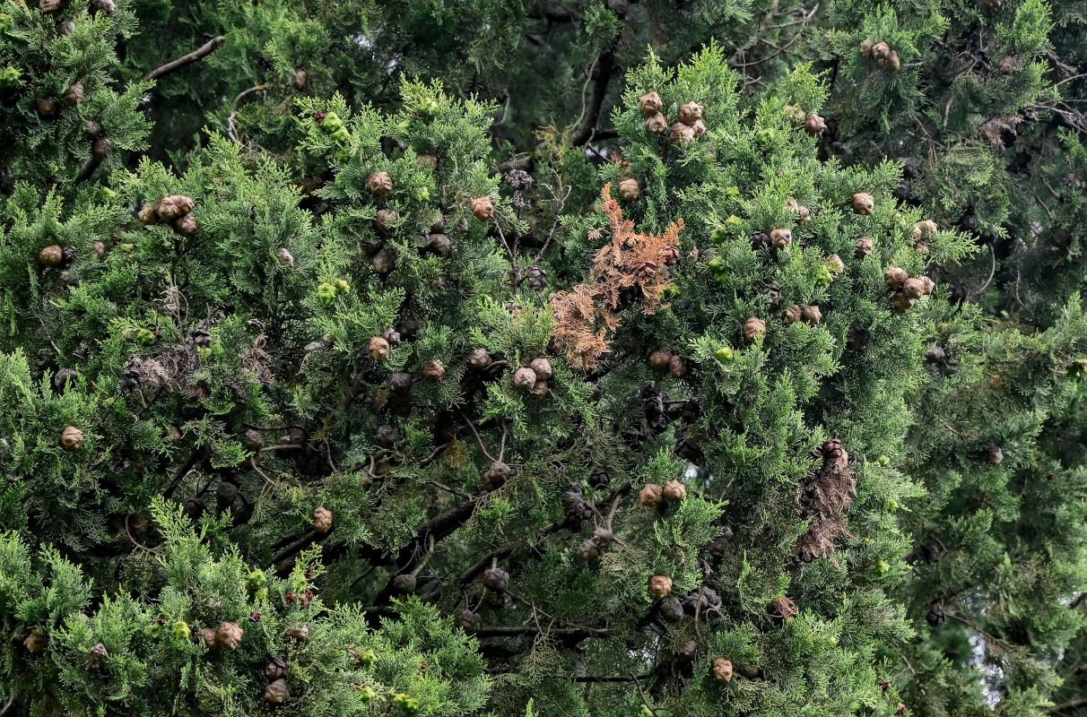 Image of Cupressus sempervirens specimen.