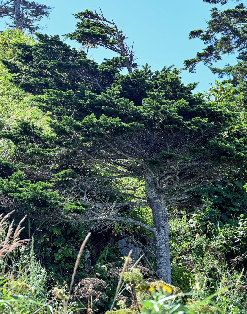 Image of Abies sachalinensis specimen.