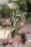 Inula heterolepis