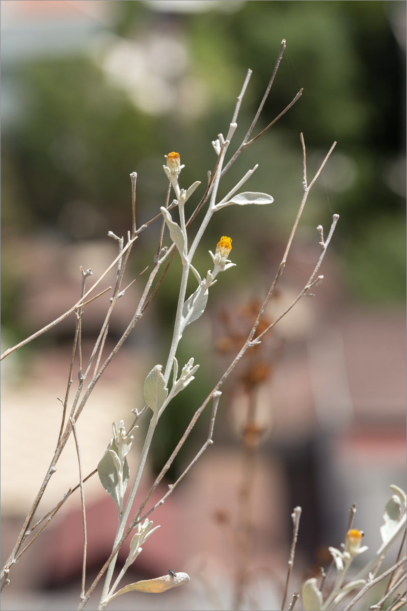 Изображение особи Inula heterolepis.