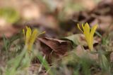 Sternbergia colchiciflora. Цветущие растения. Крым, Севастополь, ул. Адмирала Юмашева, старый газон. 22.09.2024.